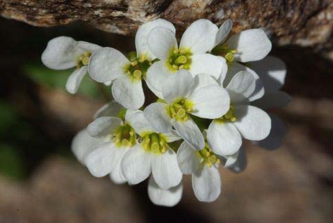 Arabis alpina